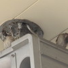 高いところでのしぐさを見せるスズメたち