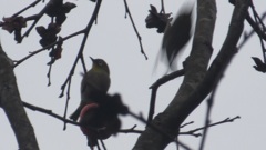 柿の木とメジロ　①