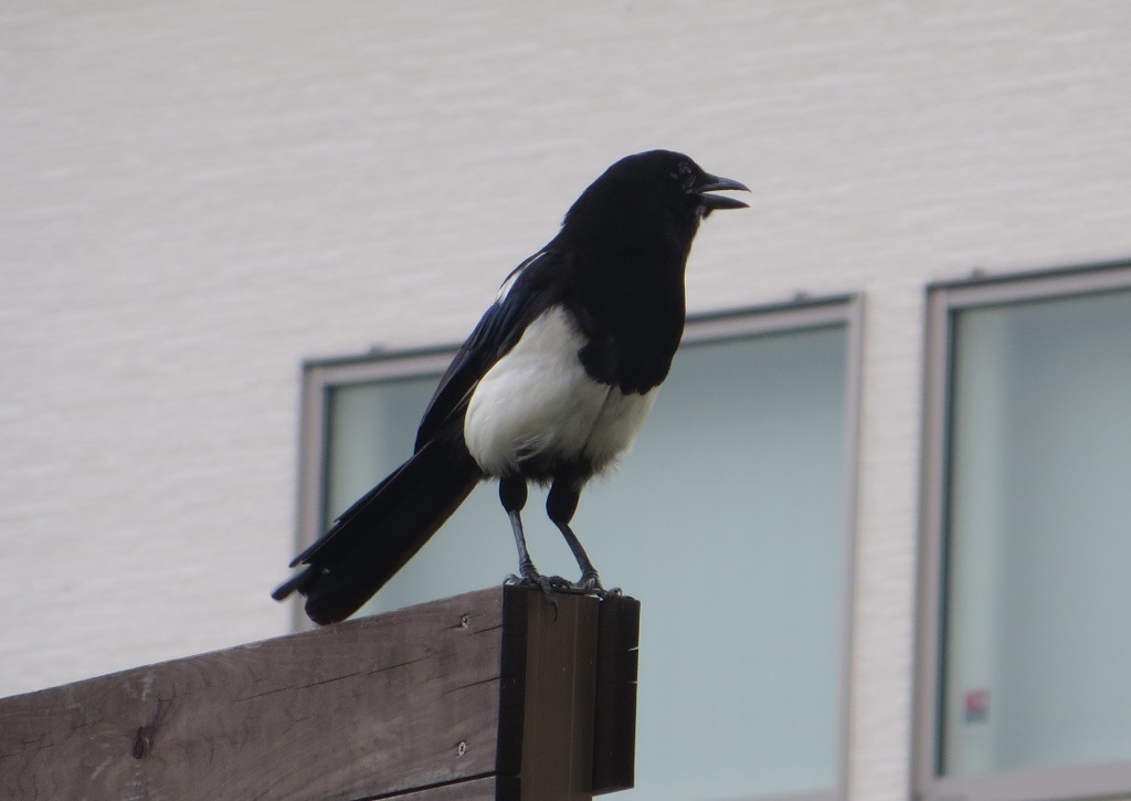 一匹で泣いてます。