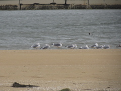 海岸の渡り鳥　③