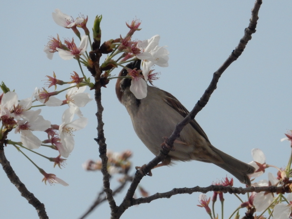 桜をついばむスズメ　②