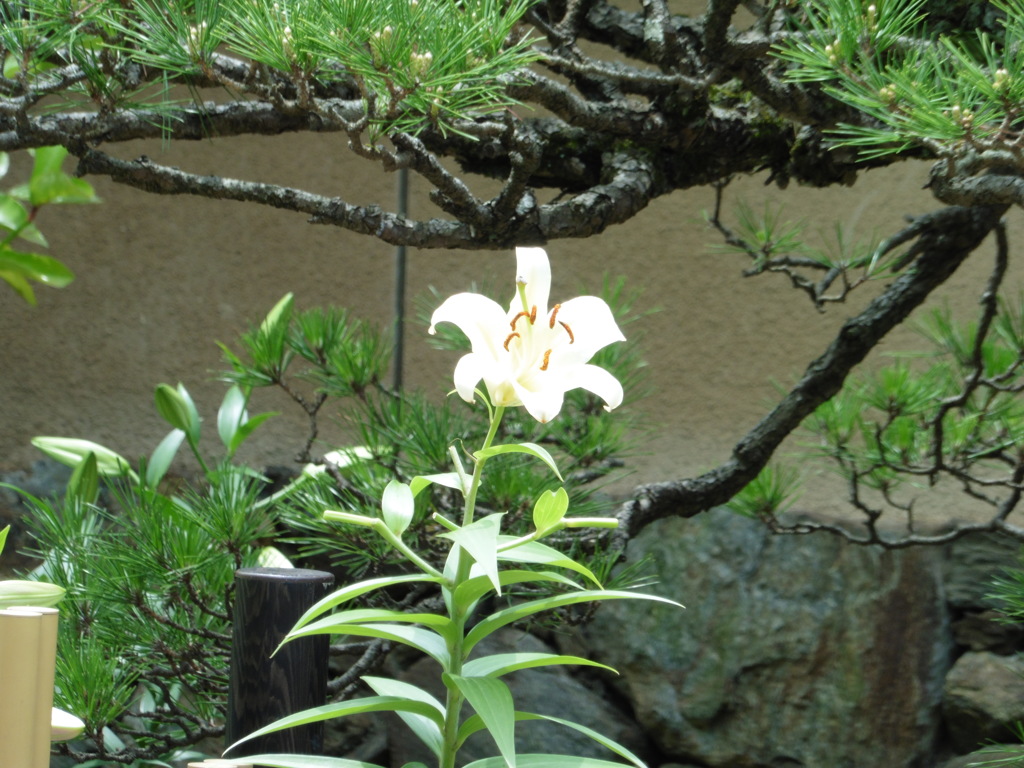 箱崎宮のゆり②