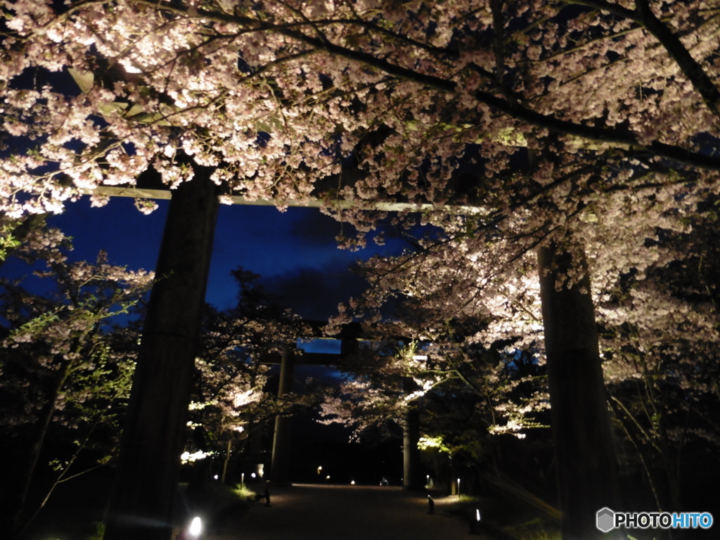 夜桜④