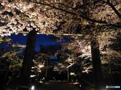 夜桜④