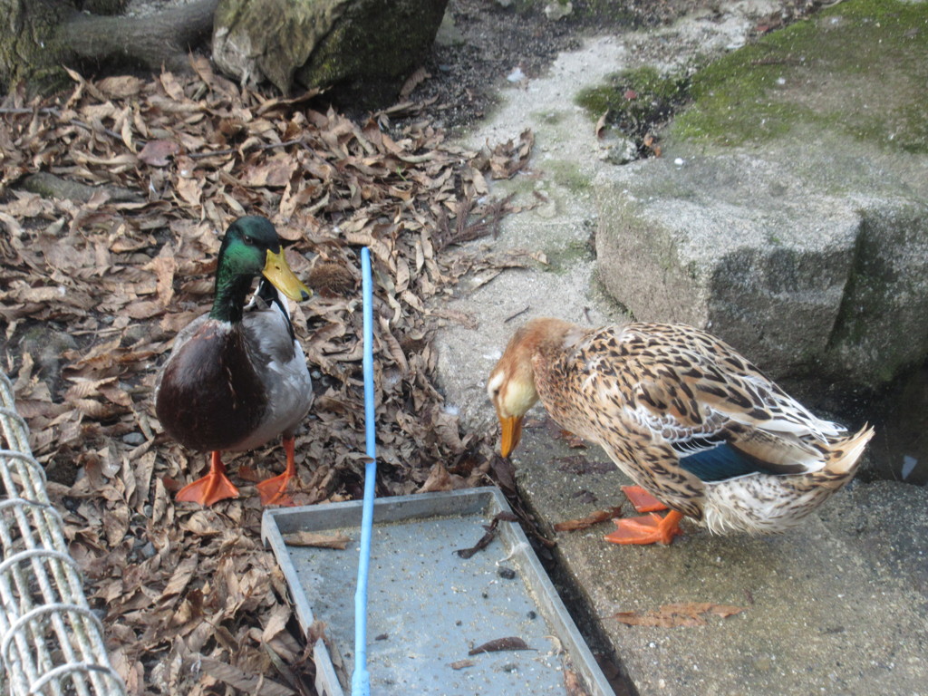 寒い中池の周りで遊んでる鴨たち