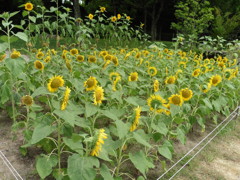 たくさん植えられたひまわり②