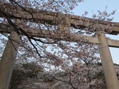 桜と鳥居③