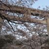 桜と鳥居③