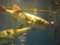水槽の中の魚①