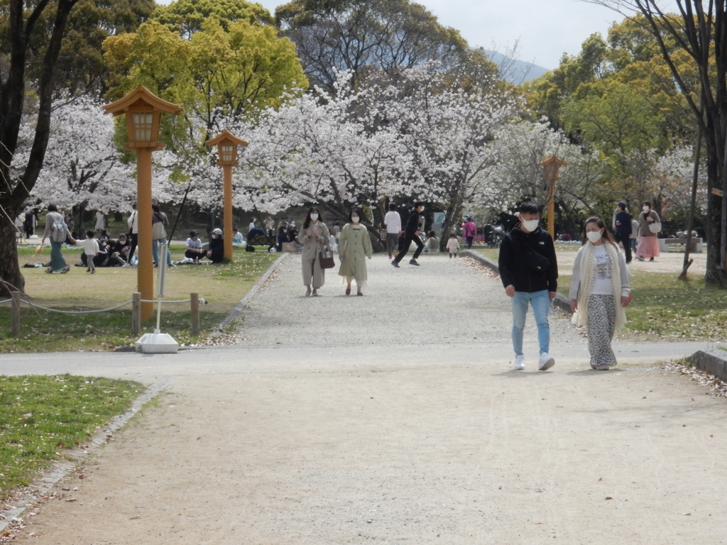 福岡城の桜　③
