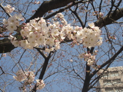 福岡市内の桜①