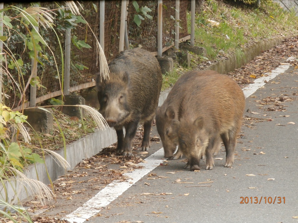 和布刈公園でのイノシシ