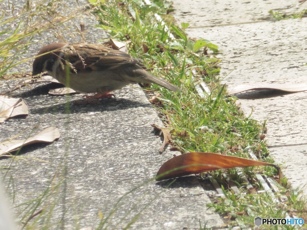 餌探しのスズメ