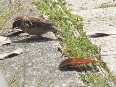 餌探しのスズメ