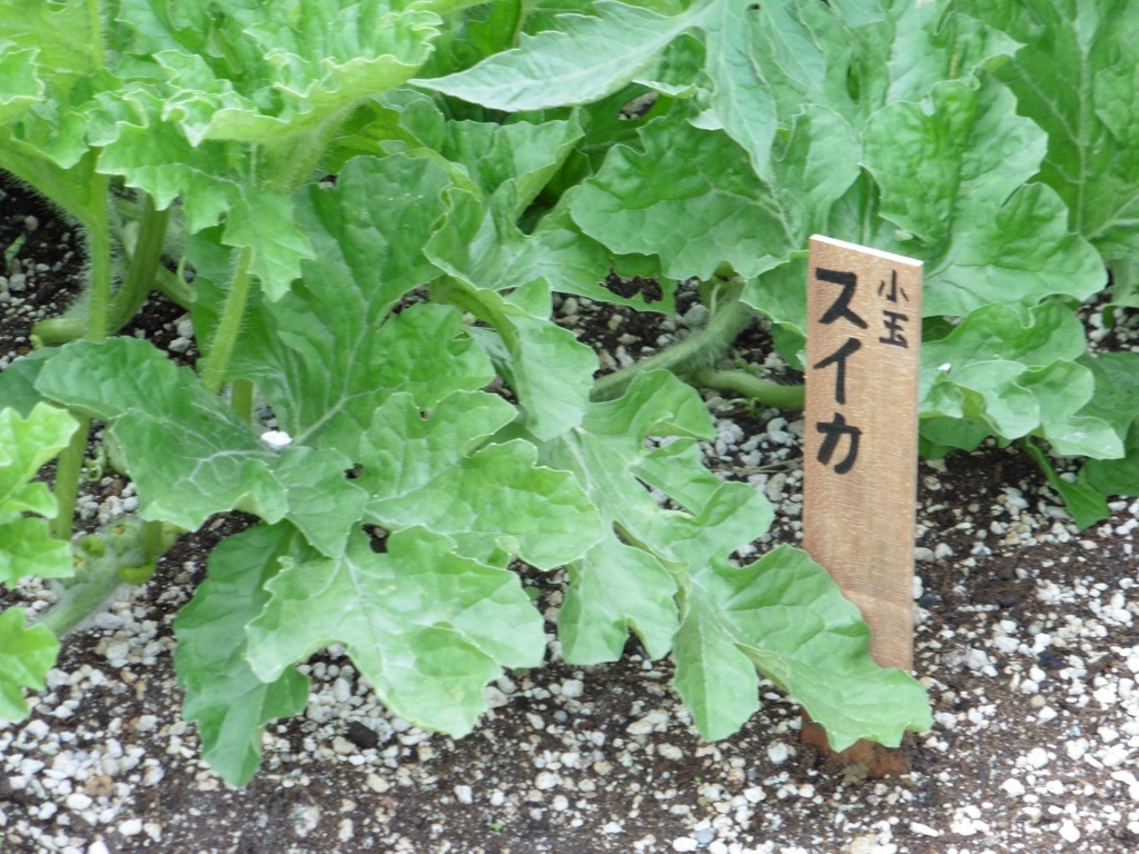 博多シティ屋上の菜園②