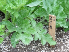 博多シティ屋上の菜園②