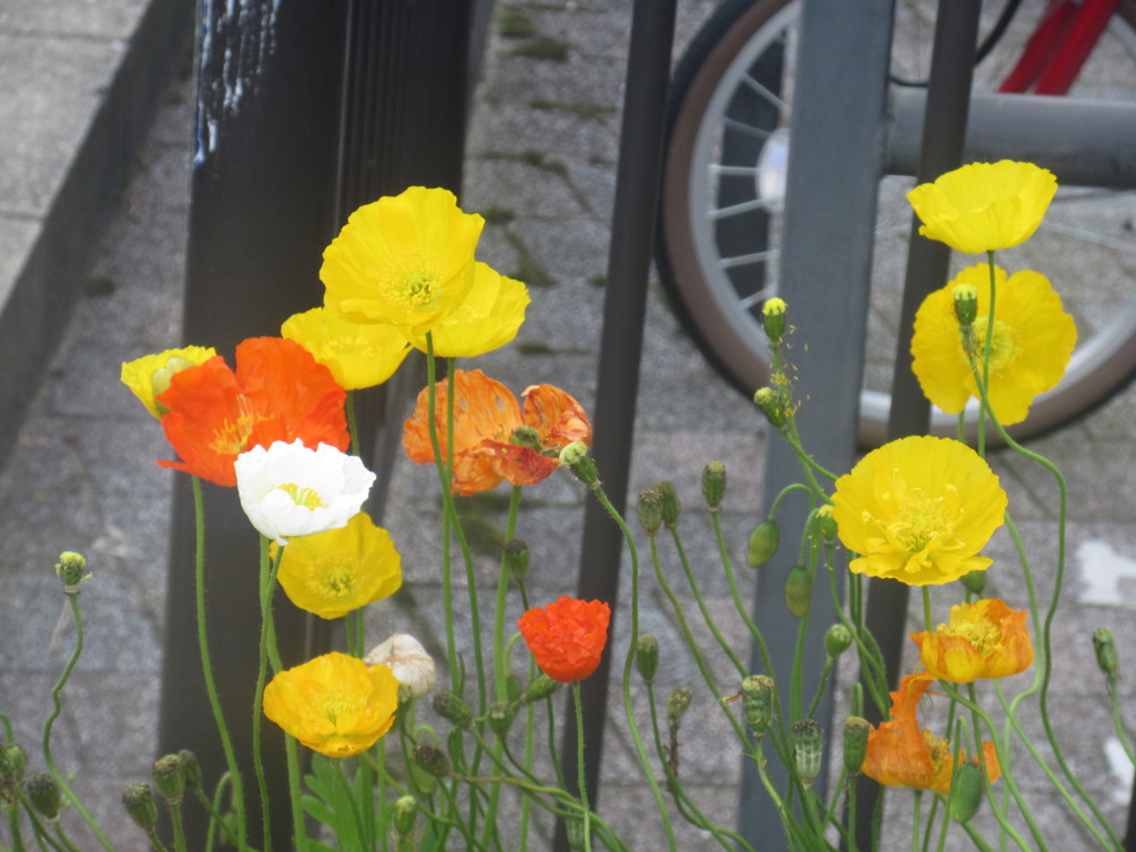 色とりどりの花②