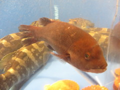 水槽の中の魚③
