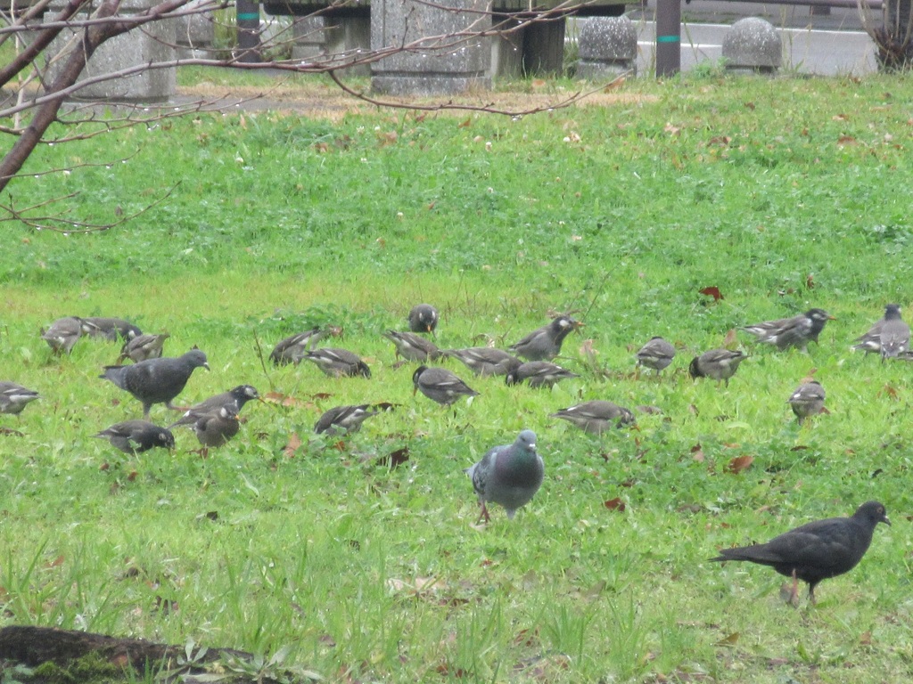 ムクドリの餌探し②