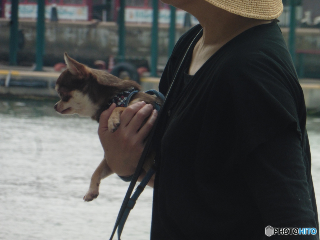 散歩にきたワンちゃん②