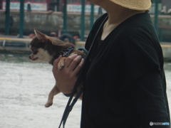 散歩にきたワンちゃん②