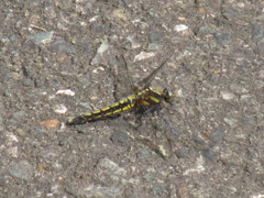 道端にとまってるトンボ