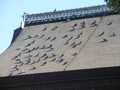 本殿の屋根に群がる鳩