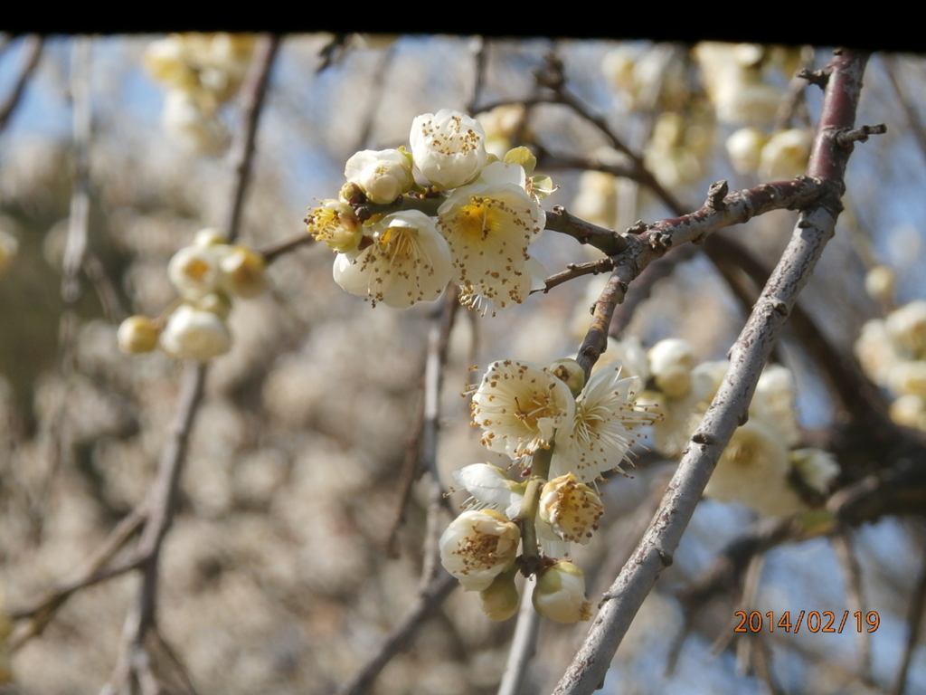 公園で撮影した梅の花②
