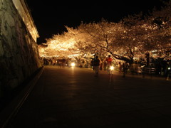 夜桜　福岡の舞鶴公園にて　②