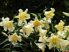 箱崎宮のゆり①