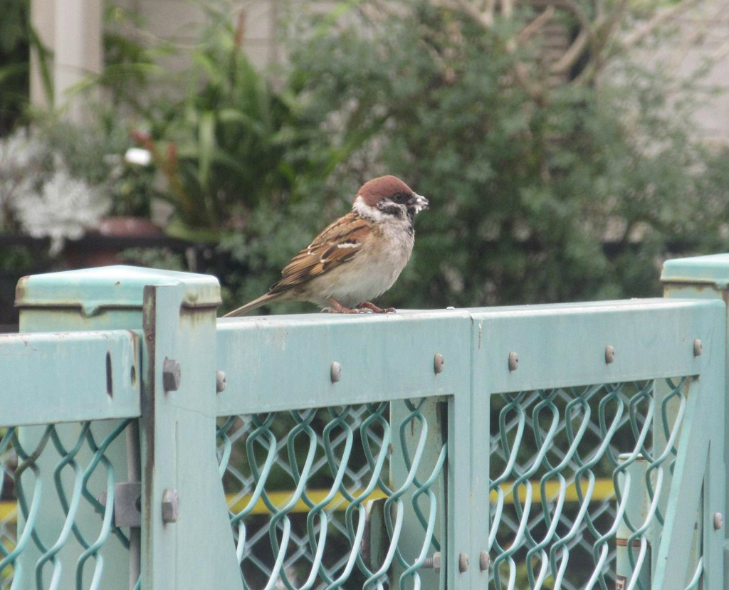 何故か口のまわりが汚れてるスズメ