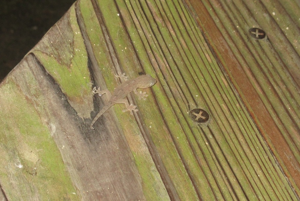 ベンチの上のヤモリ