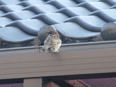 屋根上のすずめちゃん
