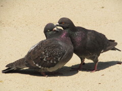 じゃれ合う鳩　②