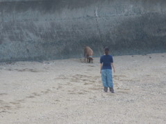 砂浜で犬の散歩をする女性