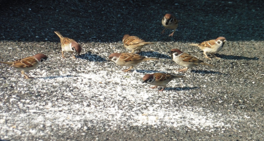 餌に群がるスズメ②