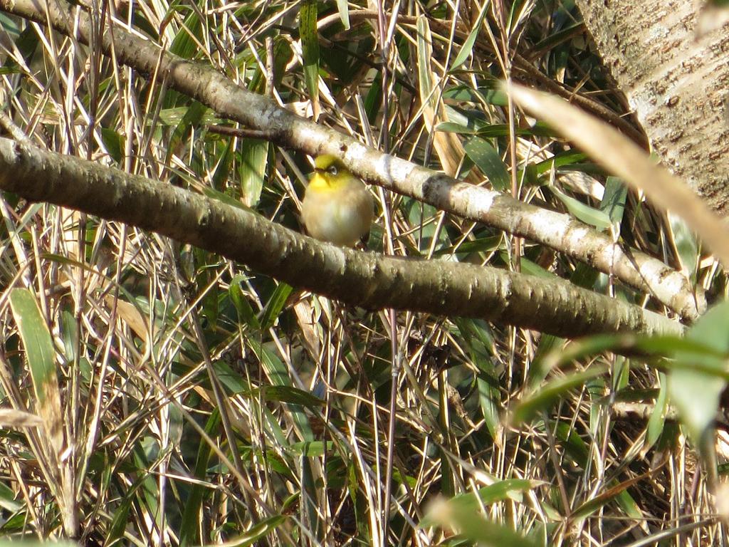 枝の上のメジロ