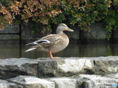 池のカモさん①