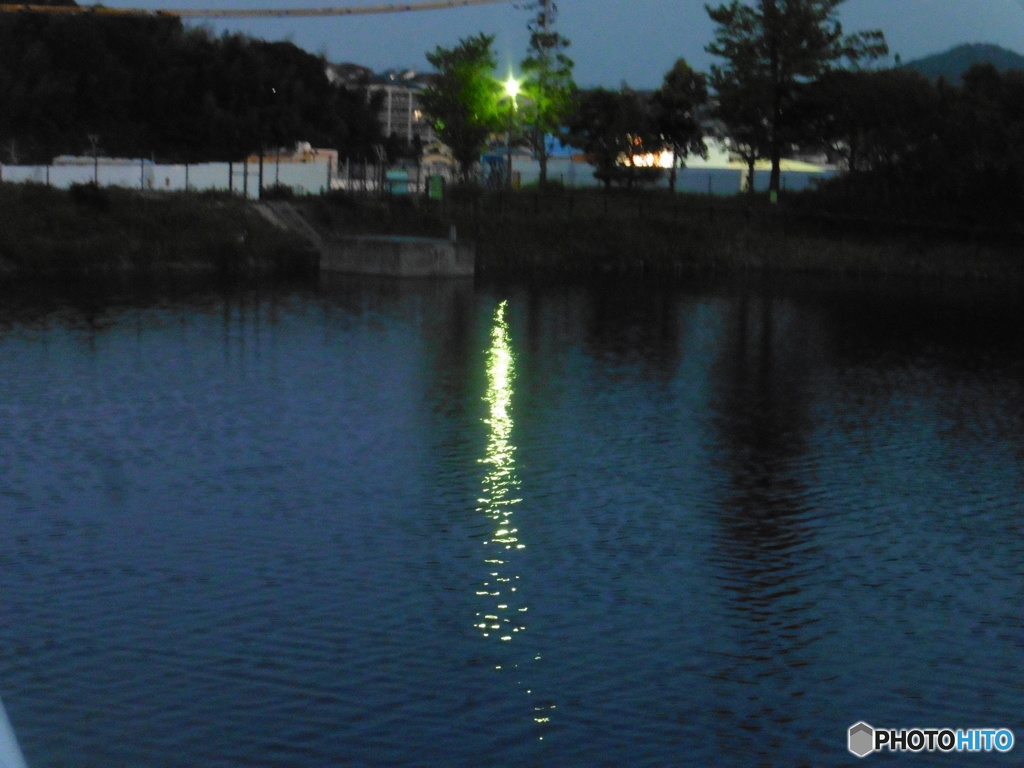 池に反射する外灯の光
