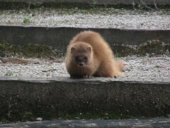 偶然遭遇したイタチ　①