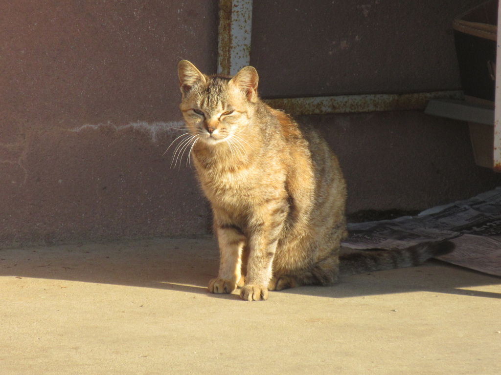 山頂で生活する猫たち①