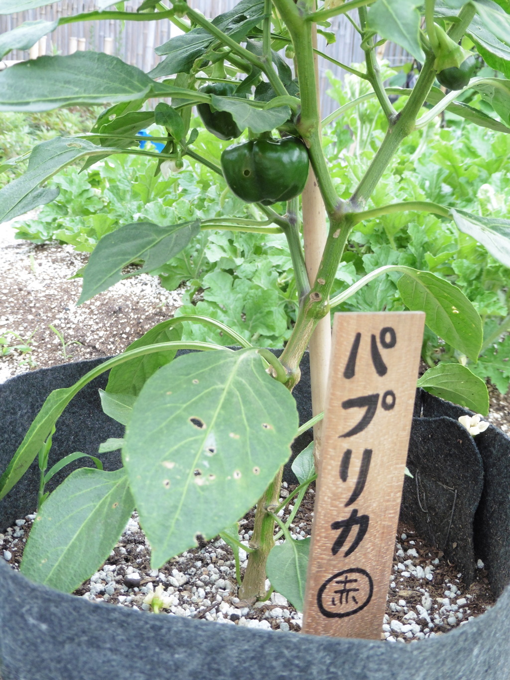 博多シティ屋上の菜園④