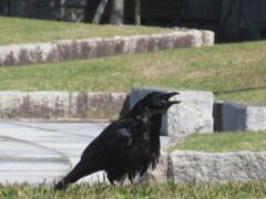 カラス②