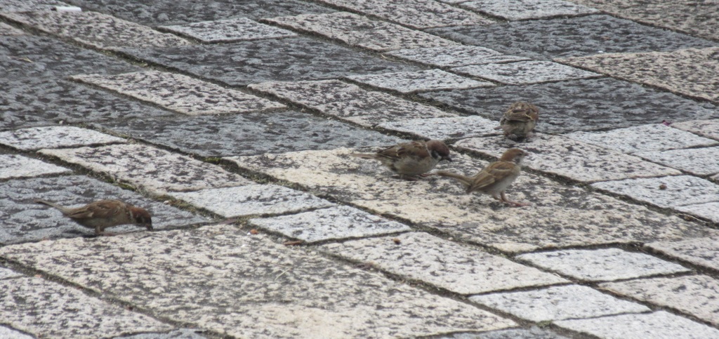 仲間で餌を探すスズメ①