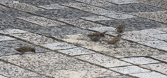 仲間で餌を探すスズメ①