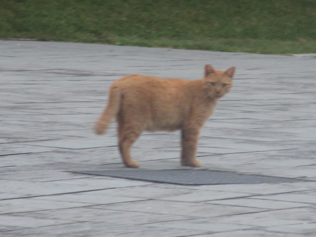 こちらに気づく猫ちゃん①