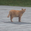こちらに気づく猫ちゃん①