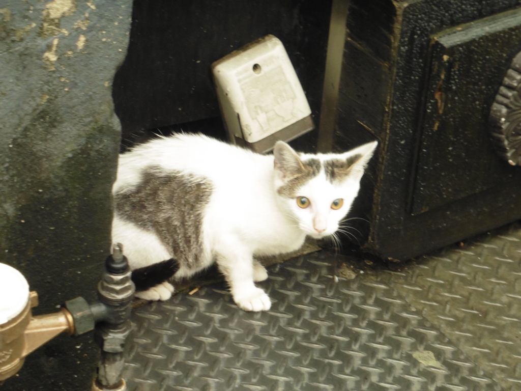 店の隅をうろつく子猫ちゃん②