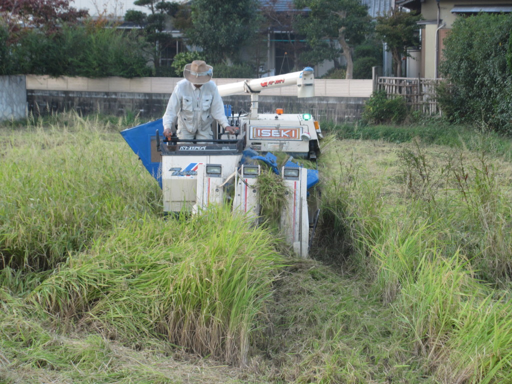 稲刈り