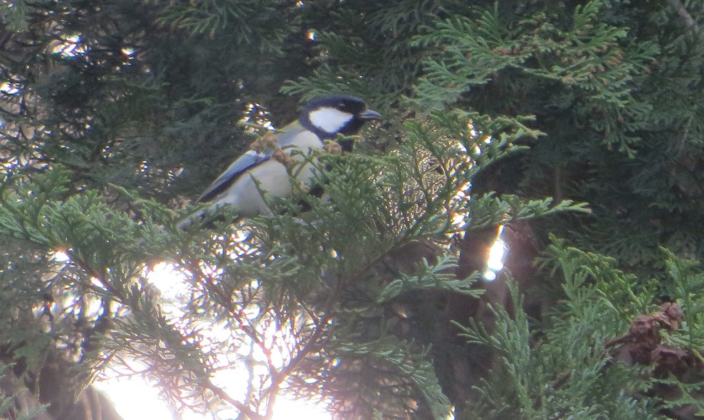 枝の上にとまるシジュウカラ